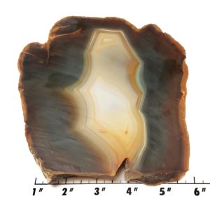 Piranha Agate Rough #11