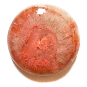 Cab2193 - Fossil Red Horn Coral Cabochon