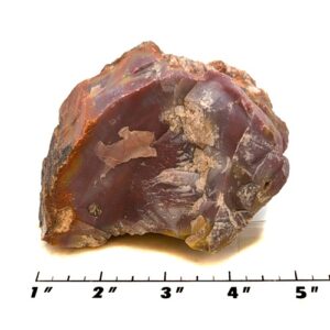 Petrified Wood Rough #1