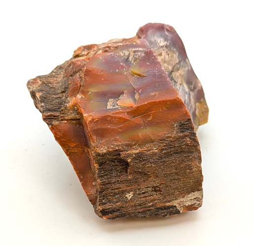 Petrified Wood Rough #1