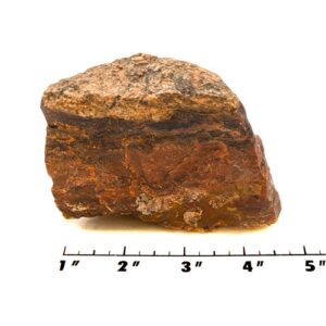 Petrified Wood Rough #4