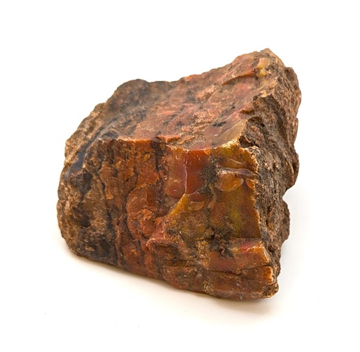 Petrified Wood Rough #4