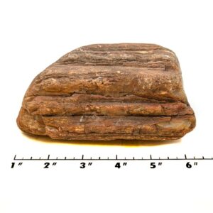 Petrified Wood Rough #8