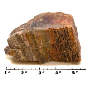 Petrified Wood Rough #10