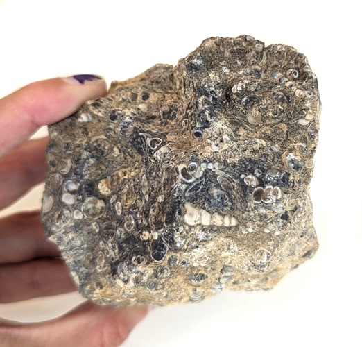 Turritella (Fossil Stone) Rough #1