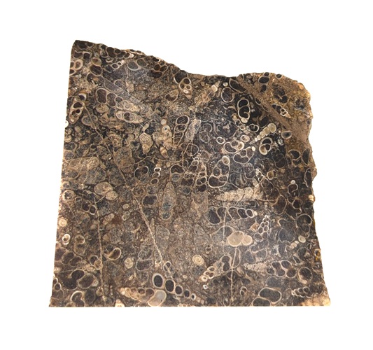 Turritella (Fossil Stone) Rough #8