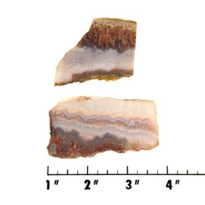 Slab1577 - Prudent Man Plume Agate