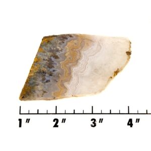 Slab1579 - Prudent Man Plume Agate