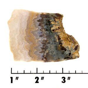 Slab1583 - Prudent Man Plume Agate