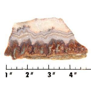 Slab1586 - Prudent Man Plume Agate