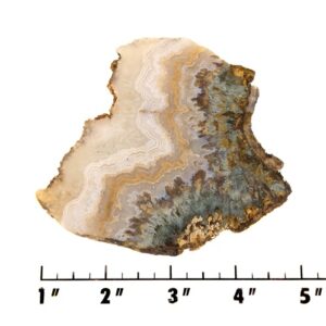 Slab1592 - Prudent Man Plume Agate