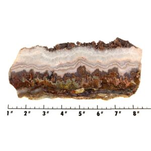 Slab1602 - Prudent Man Plume Agate