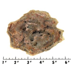 Slab1996 - Coprolite