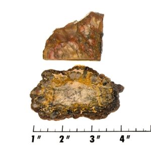 Slab1996 - Coprolite