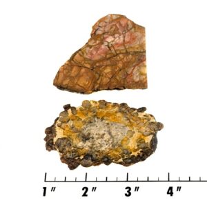 Slab199 - Coprolite