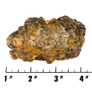 Slab1970 - Coprolite