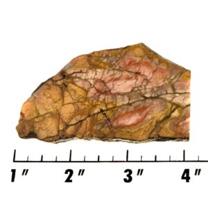 Slab1974 - Coprolite