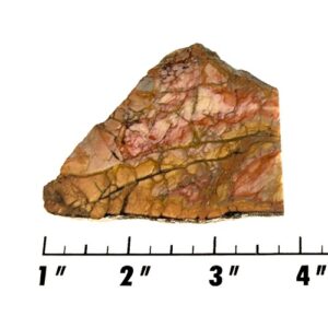 Slab1979 - Coprolite