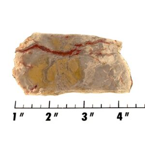 Slab1981 - Coprolite