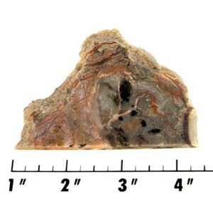 Slab1987 - Coprolite