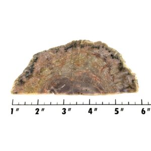 Slab1988 - Coprolite