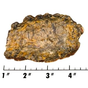 Slab198 - Coprolite