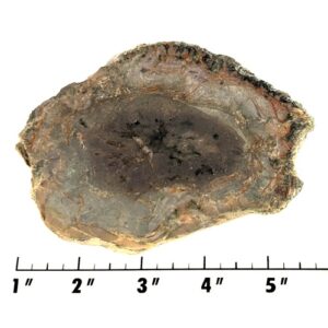 Slab1992 - Coprolite